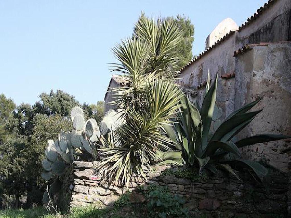 183 D24 BORMES LES MIMOSAS 2_000020.jpg